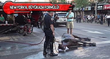 NYC'de Fayton Çeken At Sıcaktan Bayılınca...