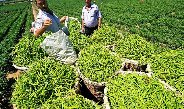 Ukrayna Tarım Heyeti Bursa Yenişehir Ovası'nda