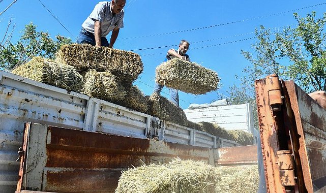 Afetzede çiftçilere kaba yem desteği