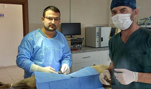 Bursa İnegöl'de veteriner hekimlerle iş birliği