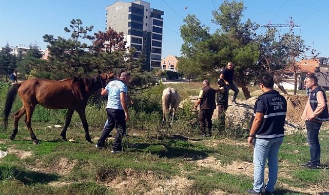 Bursa Osmangazi'de başıboş atlar Zabıta'dan kaçamadı!