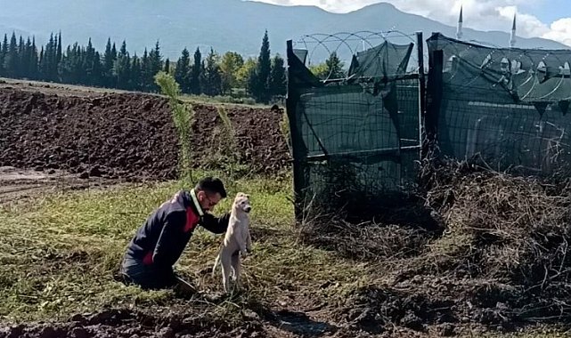 Çukura düşen yavru köpeği A Takımı kurtardı