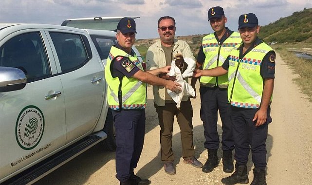 Edirne'de yaralı kartala Jandarma şefkati