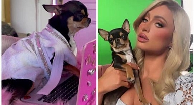 Paris Hilton'nun Kayıp Köpeğini Bulana Sınırsız Ödül