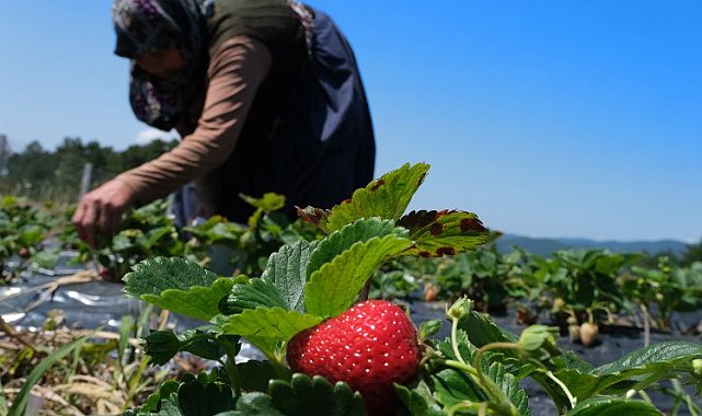 Sakarya'da 3 ayda 18 dönümden 20 tondan fazla organik çilek üretimi