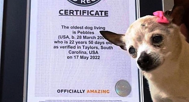 Dünyanın En Yaşlı Köpeği Amerika'da Öldü