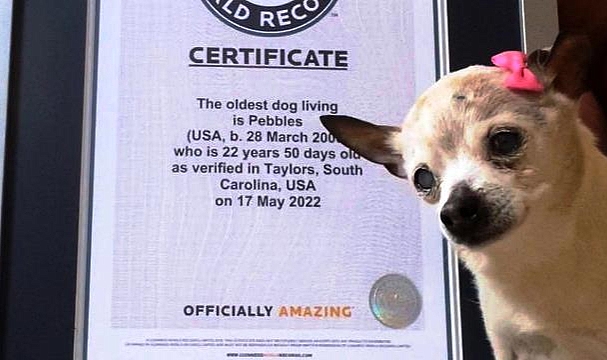 Dünyanın En Yaşlı Köpeği Amerika'da Öldü