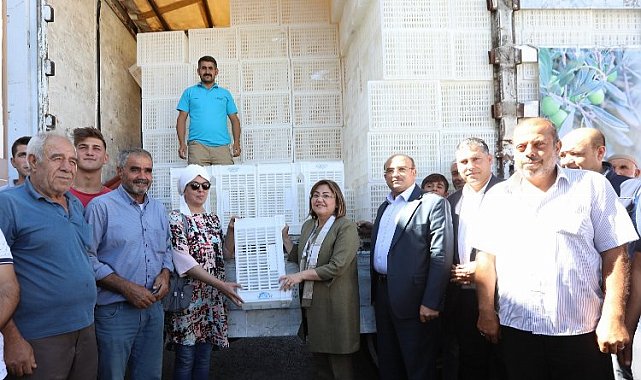 Gaziantep'te zeytin üreticilerine 40 bin adet hasat kasası