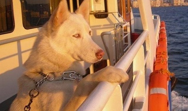 İstanbul'da evcil dostunla seyahat edebilme şartları güncellendi