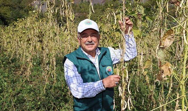 Ordu'da fasulye hasadı başladı