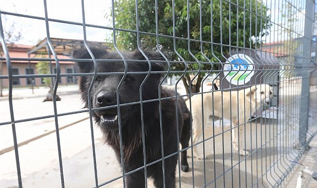 Sakarya'da can dostlara özel bakım merkezi