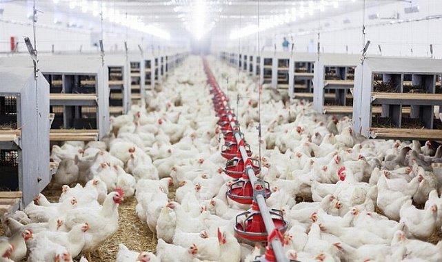 Tavuk eti üretimi yıllık yüzde 12,1 arttı