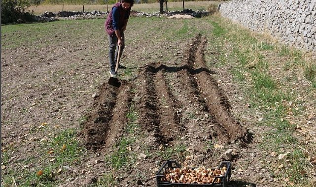 Antalyalı üreticilere lale soğanı dağıtıldı