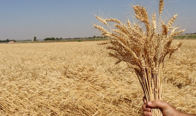 Belediyenin ektiği buğdaylar ekmeğe dönüşüyor