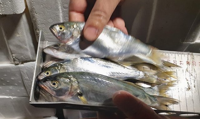 Bursa'da Balık Hali'ne şok denetim!