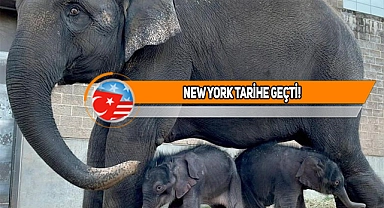 Dünyada Çok Az Rastlanan Olay ABD'de Yaşandı