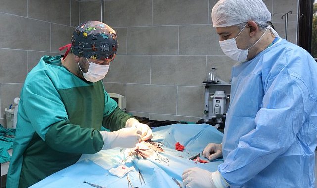 Kocaeli'de kaza geçiren köpek hayata tekrar bağlandı