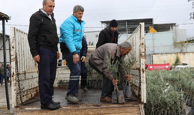 Manisa Gördes'te üreticilere 14 bin 100 zeytin fidanı