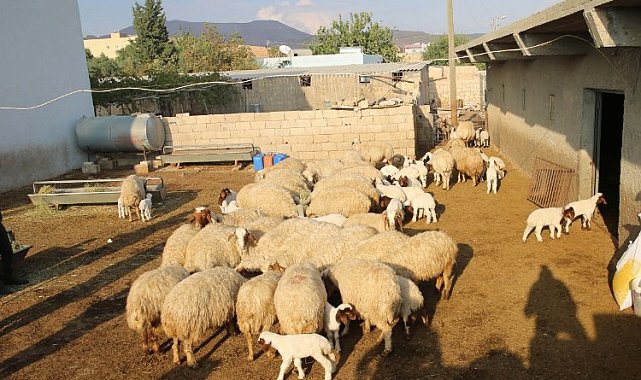 Mardin'de 'kuzulu işletmeler' üretime yüzde 50 verim sağladı