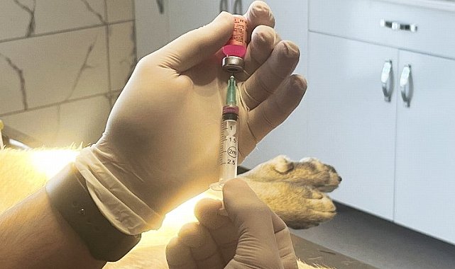 Sakarya'da her yıl 5 bin hayvan kısırlaştırılacak