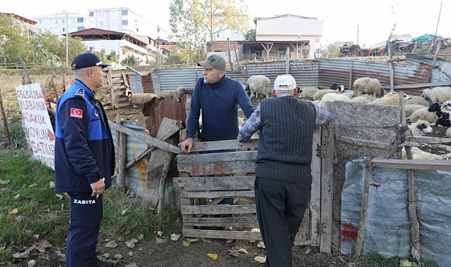 Samsun İlkadım'da ahırlara zabıta müdahalesi