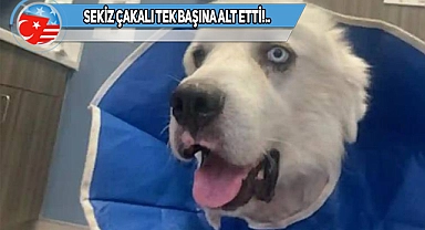 ABD'de Bu Kahraman Köpek Gündem Oldu!