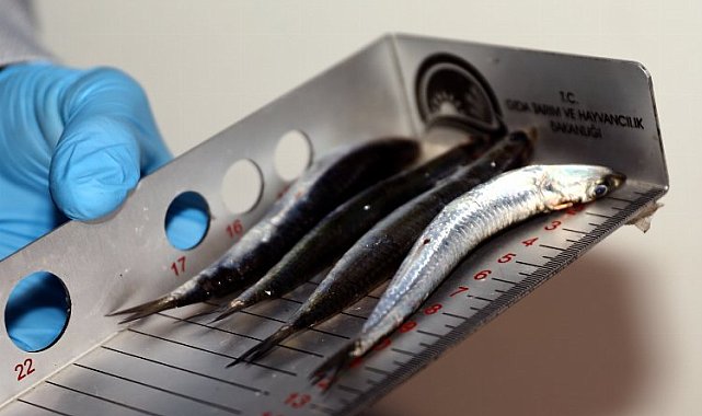 Bursa'da usulsüz avlanan bin 361 kilogram balığa el konuldu
