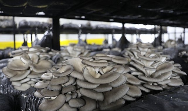 İzmit 'istiridye mantarı' üretimine devam edecek