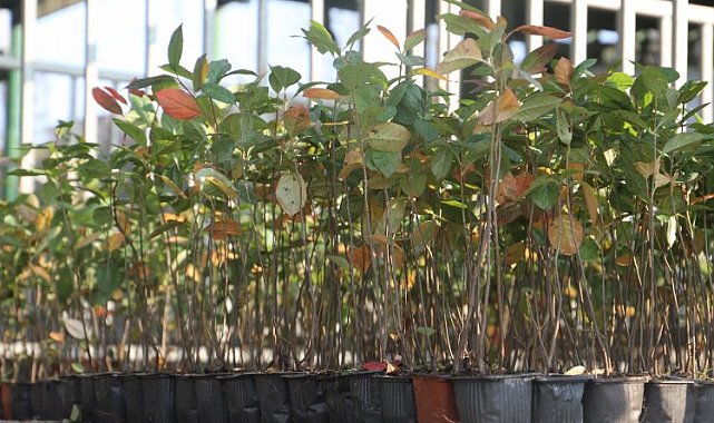 İzmit'te hibe destekli 'süper meyve' fidanları dağıtıldı