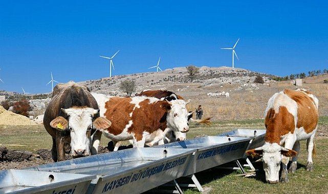 Kayseri'de hayvancılığa 'büyük' yatırım