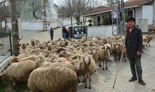 Keşan ve çevresinde yabancı çobanlar revaçta!