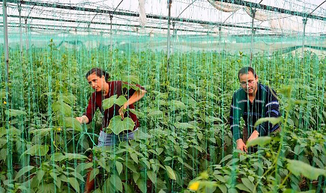 Örtü altı üreticilerine can suyu