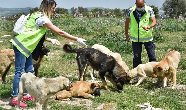 Sokak hayvanlarına Bursa şefkati