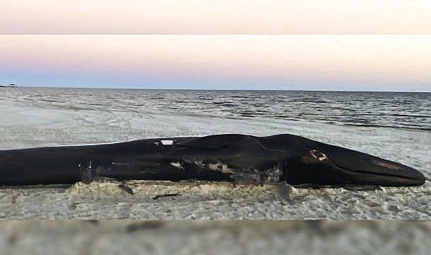 ABD'de Nesli Tükenmekte Olan Oluklu Balina Sahile Vurdu
