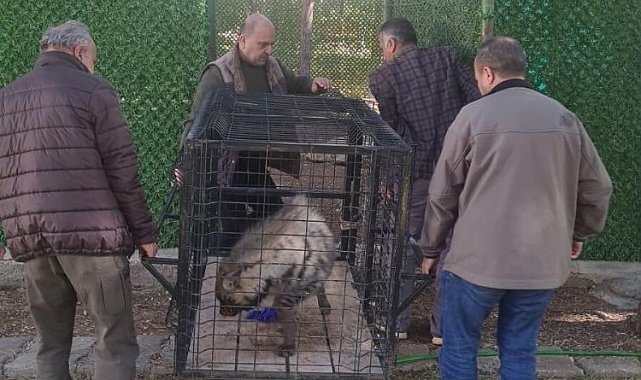 Adıyaman'daki çizgili sırtlan Şanlıurfa'da rehabilite edilecek