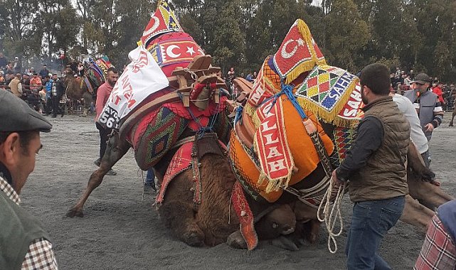 Aydın Didim'de deve güreşlerine yoğun ilgi