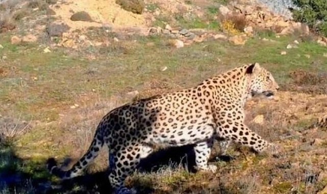 Bakan Kirişci'den 'Anadolu Leoparı' paylaşımı