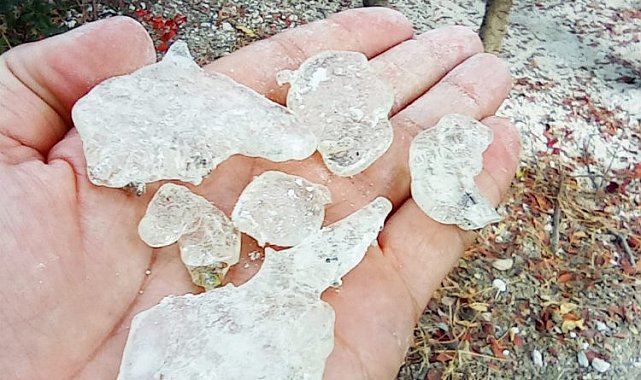 Çeşme Sakızı'nın Kıbrıs'a yolculuğu