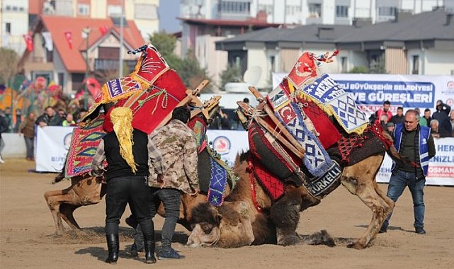 Deve güreşleri nefes kesti