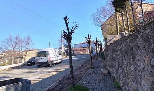 Dilovası'nda ağaçlar 'form'a giriyor