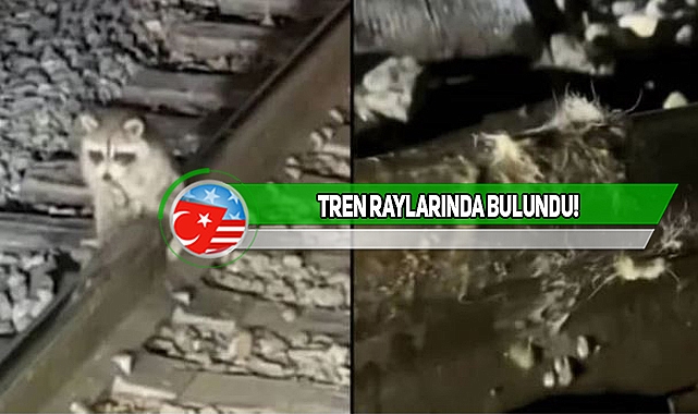 Georgia'da Rakun, Testislerinden Donmak Üzereyken