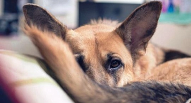 Köpeklerin Kuyrukları Aslında Ne İşe Yarar?