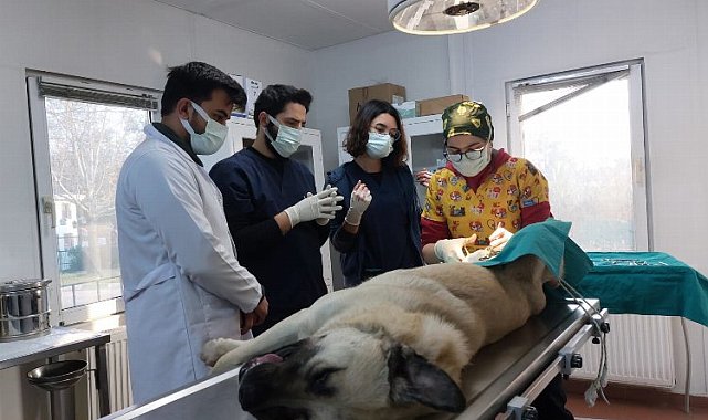 Veteriner hekim adayları Bursa Osmangazi'de tecrübe kazanıyor