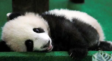 ABD'de 25 Yaşındaki Erkek Panda Le Le Öldü