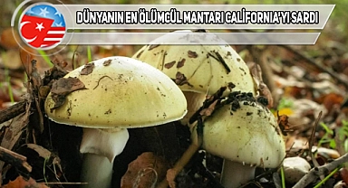 California, Ölümcül Mantar İstilası Altında!