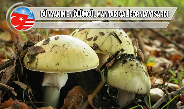 California, Ölümcül Mantar İstilası Altında!