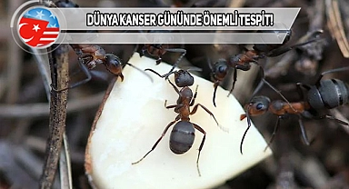 Karıncaların, Kanser Kokusunu Aldıkları Tespit Edildi