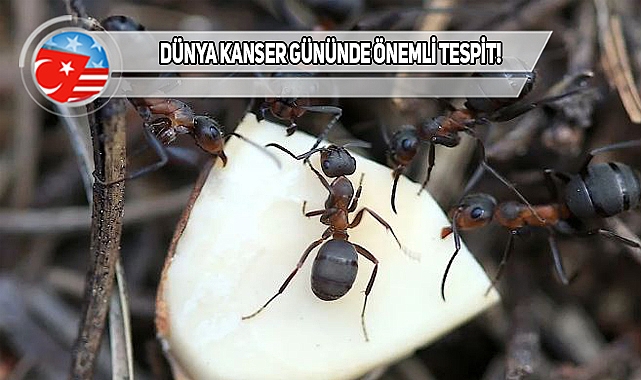Karıncaların, Kanser Kokusunu Aldıkları Tespit Edildi