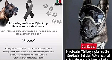 Meksika'dan Giden Kurtarma Köpeği Hayatını Kaybetti