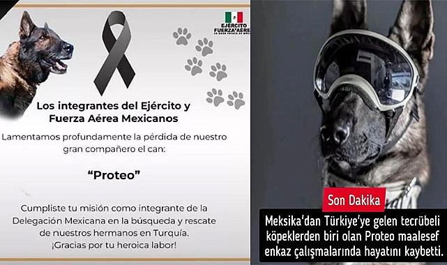 Meksika'dan Giden Kurtarma Köpeği Hayatını Kaybetti